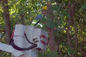  Using the bucket truck to get right to the limb to be cut.